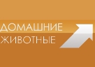 ДОМАШНИЕ ЖИВОТНЫЕ